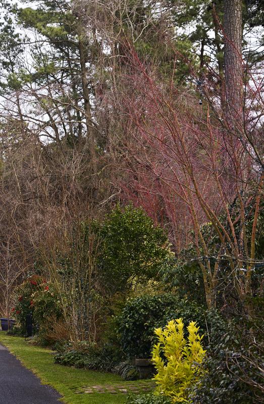 A Coral Bark Maple peeks out of evergreen bushes.